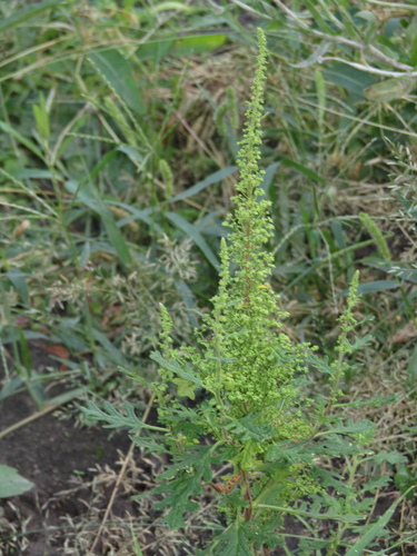 Dysphania schraderiana iNat (3)