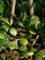 Limnobium laevigatum