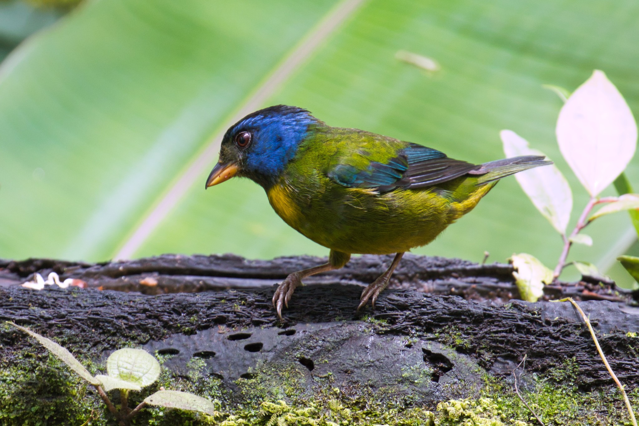 Photos of Moss-backed Tanager (Bangsia edwardsi) · iNaturalist