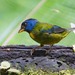 Moss-backed Tanager - Photo (c) Eric Carpenter, some rights reserved (CC BY-NC), uploaded by Eric Carpenter