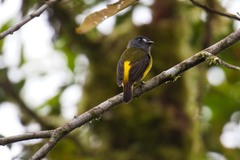 Myiotriccus ornatus