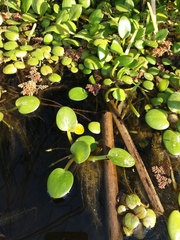 Limnobium laevigatum