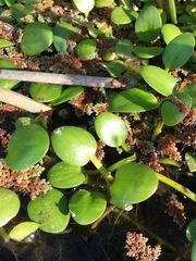 Limnobium laevigatum