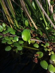 Limnobium laevigatum