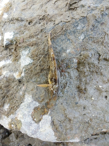 Zingel streber