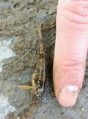 Zingel streber