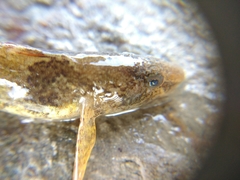 Zingel streber