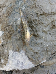Zingel streber