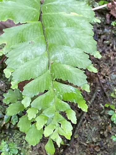 Hymenasplenium excisum iNat (1)