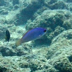 Bluelined Wrasse photo 3