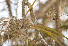 Encyclia trachycarpa