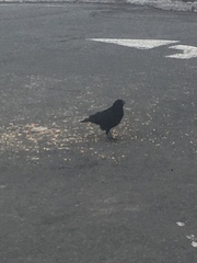 Corvus brachyrhynchos