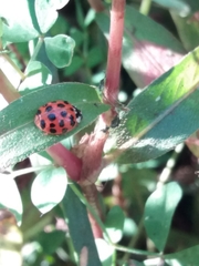 Harmonia axyridis