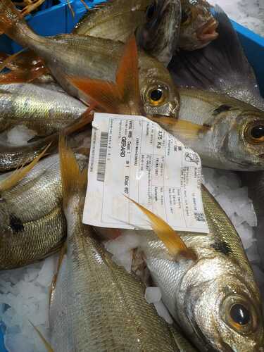 Red Sea Bream