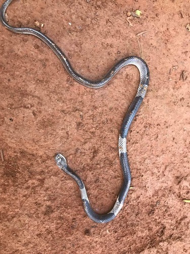 Indochinese Banded Wolf Snake