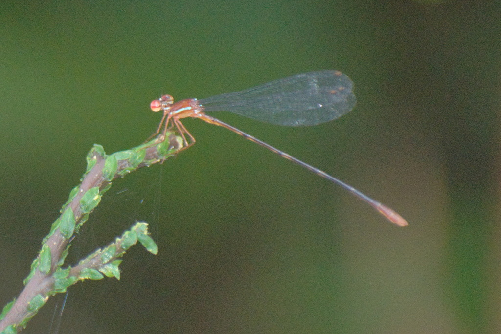 Idiocnemis chloropleura