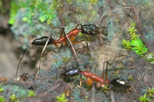 红胸大齿猛蚁Odontomachus rufithorax