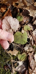 Tiarella stolonifera