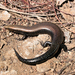 Blue-spotted Cylindrical Skink - Photo (c) Siegfried Troidl, some rights reserved (CC BY-NC), uploaded by Siegfried Troidl