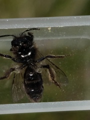 Andrena anisochlora