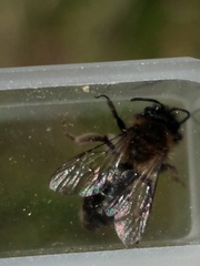 Andrena anisochlora