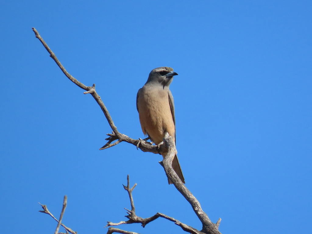 White-browed Woodswallow from Jundah Quilpie Rd, Jundah QLD 4736 ...