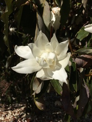 Magnolia doltsopa