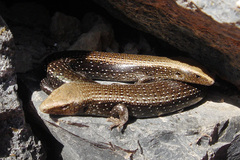 Chalcides coeruleopunctatus