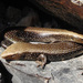 Blue-spotted Cylindrical Skink - Photo (c) Siegfried Troidl, some rights reserved (CC BY-NC)