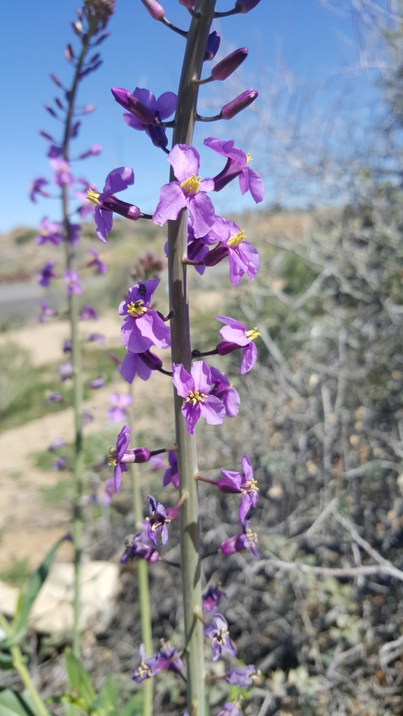 Long Valley Tumblemustard