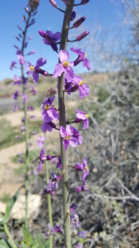 Long Valley tumblemustard (Thelypodiopsis ambigua)