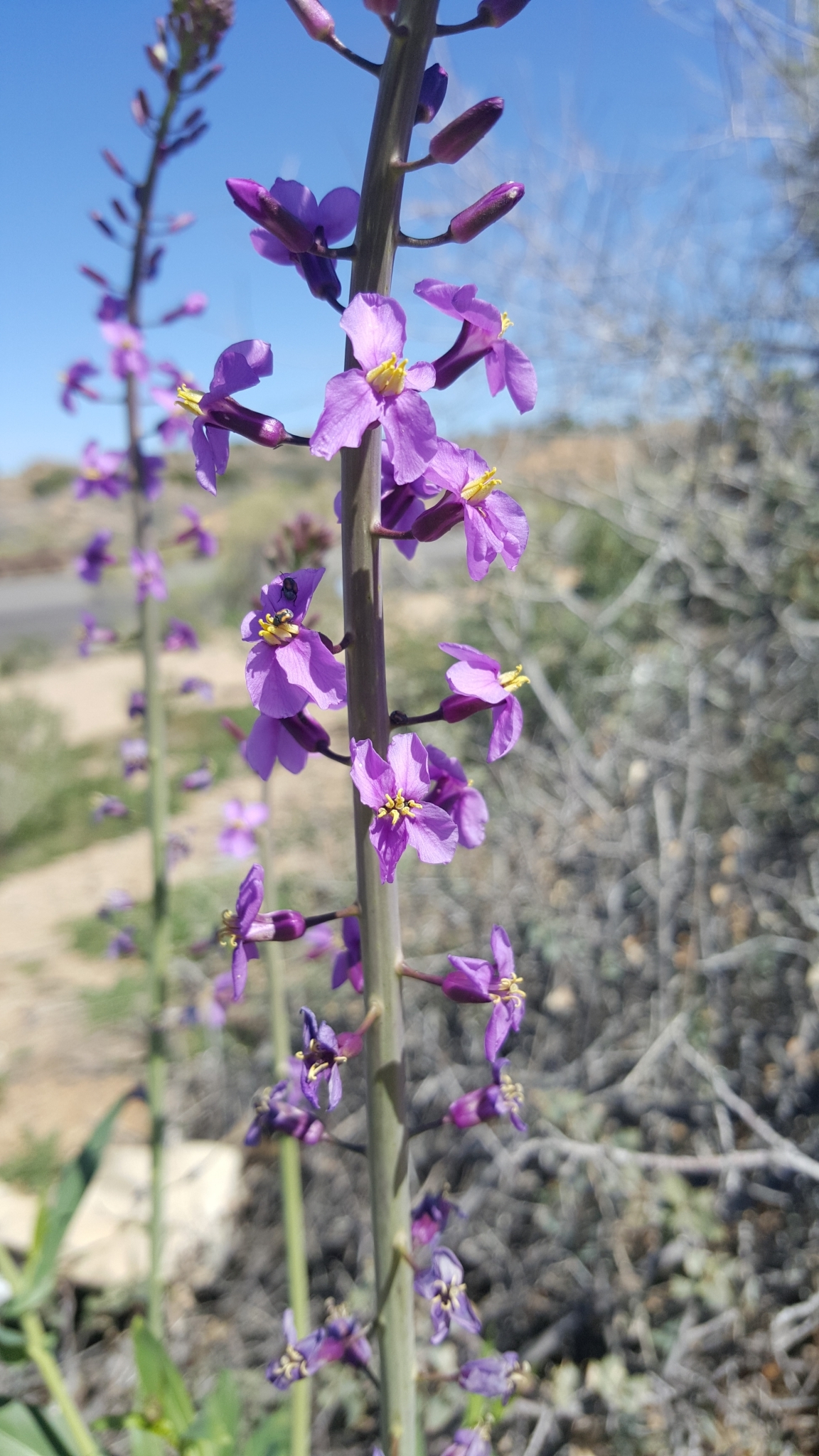 Thelypodiopsis ambigua