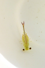 Eubranchipus oregonus