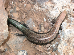 Chalcides coeruleopunctatus