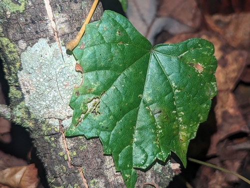 Vitis rotundifolia