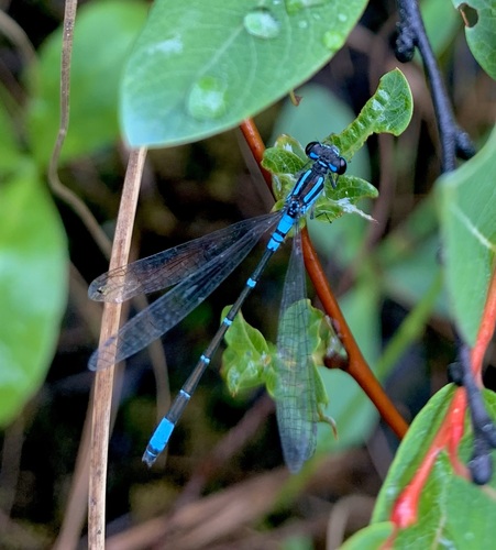 Coenagrion glaciale
