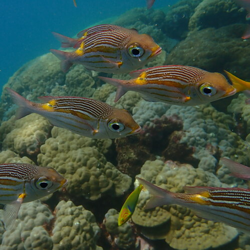 Glowfish (Gnathodentex aureolineatus) — Lethrinidae