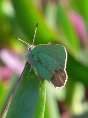 Callophrys viridis