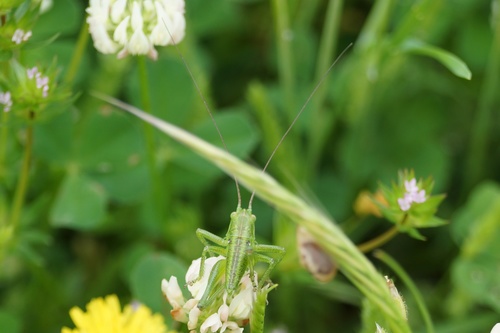 Zeleni konjic (Tettigonia viridissima)