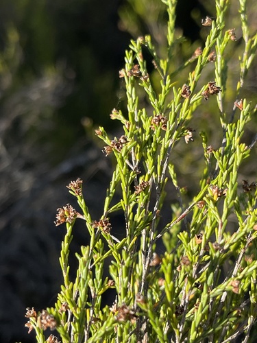 False Transvaal Tree (Erica simii)