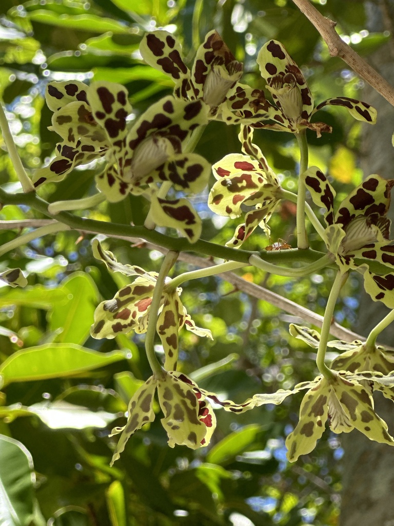 Grammatophyllum scriptum