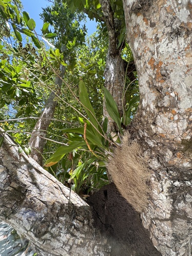 Grammatophyllum scriptum, photograph 3