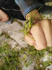 Neobarrettia spinosa