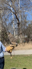 Bubo