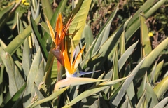 Strelitzia reginae reginae