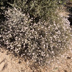 Eriogonum fasciculatum polifolium