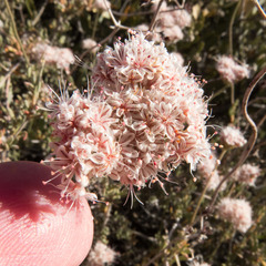 Eriogonum fasciculatum polifolium