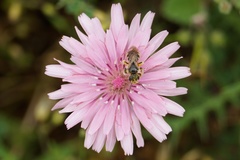 Crepis rubra