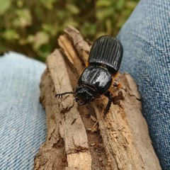 Passalus