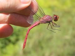 Orthemis macrostigma